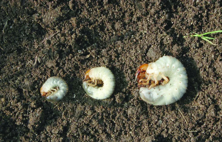 How to test your lawn for grubs and what to do if you find them